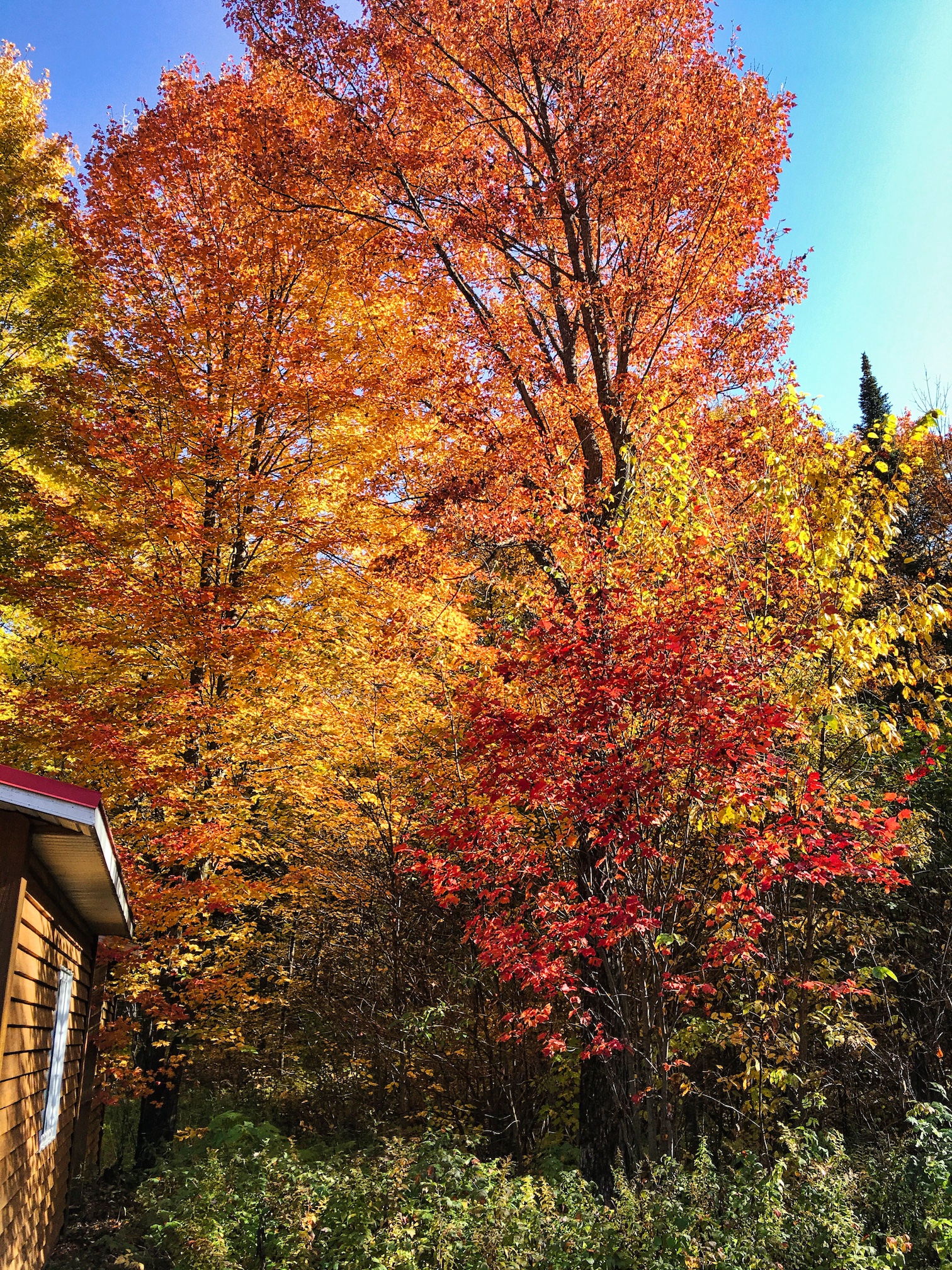 Autumn leaves 2