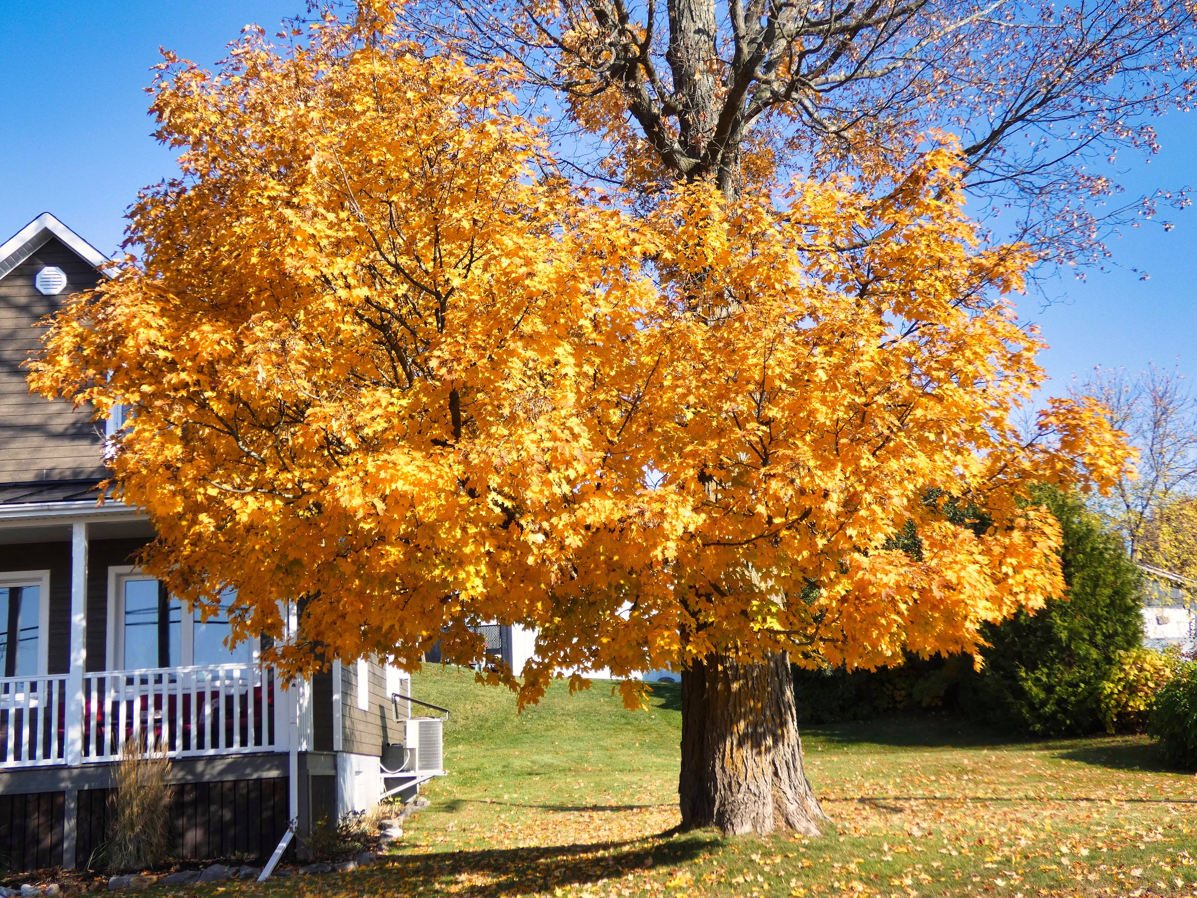 Autumn leaves