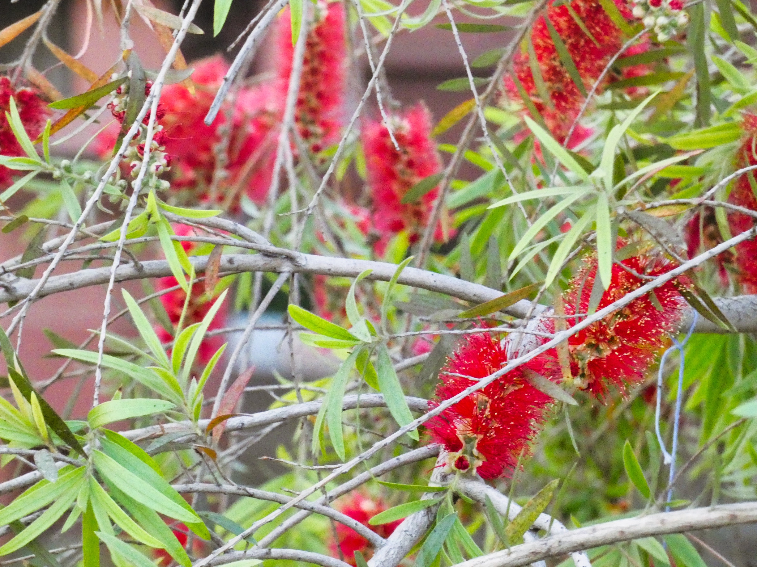 Mimosa blossoms