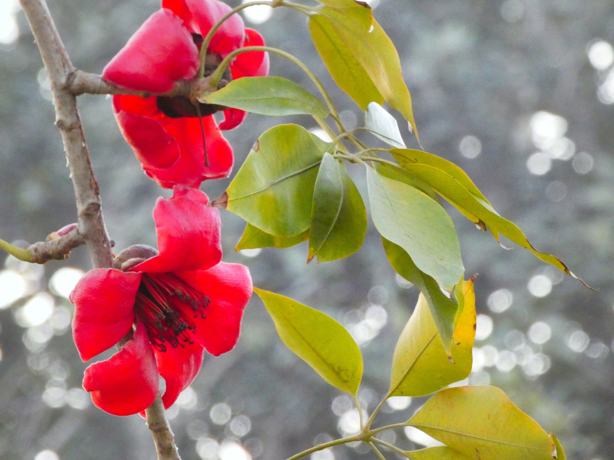 Silk cotton tree